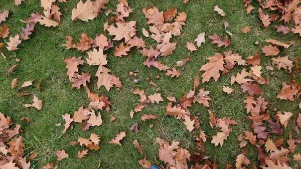 stock image leaf leaves isolated autumn winter season background falling fall platanus tree