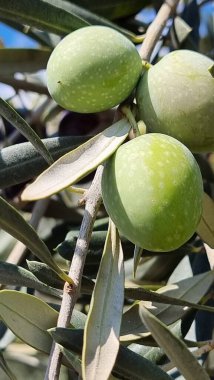 olives olive olive tree leaves ripe and semi ripe olives on the tree in autumn season in greece for olive oil and table consumpion clipart