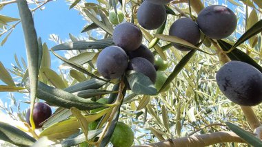 Zeytin ağacı zeytin yaprakları olgun ve olgunlaşmış zeytinler Yunan 'da sonbahar mevsiminde zeytin yağı ve sofra tüketimi için.