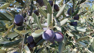 olives olive olive tree leaves ripe and semi ripe olives on the tree in autumn season in greece for olive oil and table consumpion clipart