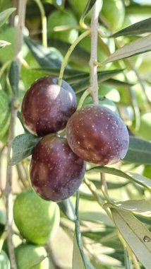 Zeytin ağacı zeytin yaprakları olgun ve olgunlaşmış zeytinler Yunan 'da sonbahar mevsiminde zeytin yağı ve sofra tüketimi için.