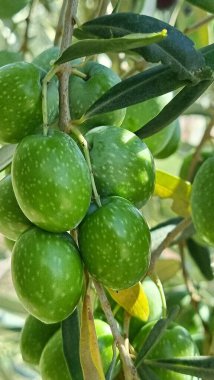 Zeytin ağacı zeytin yaprakları olgun ve olgunlaşmış zeytinler Yunan 'da sonbahar mevsiminde zeytin yağı ve sofra tüketimi için.