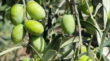 Zeytin ağacı zeytin yaprakları olgun ve olgunlaşmış zeytinler Yunan 'da sonbahar mevsiminde zeytin yağı ve sofra tüketimi için.