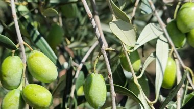 Zeytin ağacı zeytin yaprakları olgun ve olgunlaşmış zeytinler Yunan 'da sonbahar mevsiminde zeytin yağı ve sofra tüketimi için.