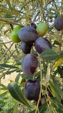 Zeytin ağacı zeytin yaprakları olgun ve olgunlaşmış zeytinler Yunan 'da sonbahar mevsiminde zeytin yağı ve sofra tüketimi için.