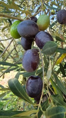 Zeytin ağacı zeytin yaprakları olgun ve olgunlaşmış zeytinler Yunan 'da sonbahar mevsiminde zeytin yağı ve sofra tüketimi için.