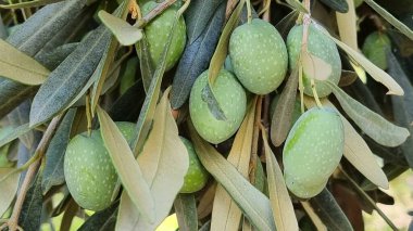 olives olive olive tree leaves ripe and semi ripe olives on the tree in autumn season in greece for olive oil and table consumpion clipart