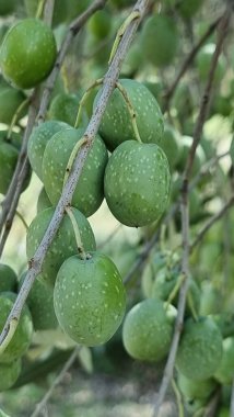 olives olive olive tree leaves ripe and semi ripe olives on the tree in autumn season in greece for olive oil and table consumpion clipart