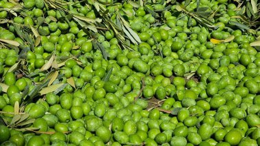 olives olive olive tree leaves ripe and semi ripe olives on the tree in autumn season in greece for olive oil and table consumpion clipart