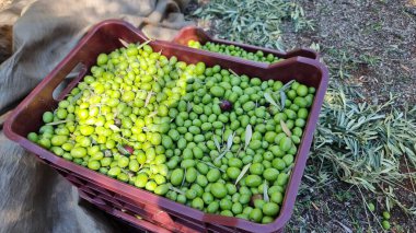 Zeytin ağacı zeytin yaprakları olgun ve olgunlaşmış zeytinler Yunan 'da sonbahar mevsiminde zeytin yağı ve sofra tüketimi için.