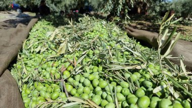 olives olive olive tree leaves ripe and semi ripe olives on the tree in autumn season in greece for olive oil and table consumpion clipart