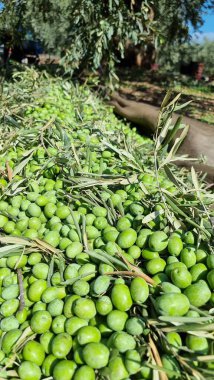 Zeytin ağacı zeytin yaprakları olgun ve olgunlaşmış zeytinler Yunan 'da sonbahar mevsiminde zeytin yağı ve sofra tüketimi için.