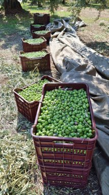 Zeytin ağacı zeytin yaprakları olgun ve olgunlaşmış zeytinler Yunan 'da sonbahar mevsiminde zeytin yağı ve sofra tüketimi için.