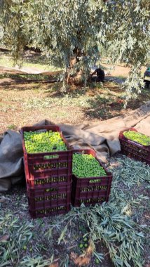 Zeytin ağacı zeytin yaprakları olgun ve olgunlaşmış zeytinler Yunan 'da sonbahar mevsiminde zeytin yağı ve sofra tüketimi için.