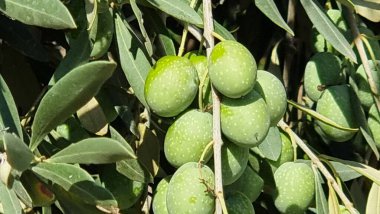 Zeytin ağacı zeytin yaprakları olgun ve olgunlaşmış zeytinler Yunan 'da sonbahar mevsiminde zeytin yağı ve sofra tüketimi için.