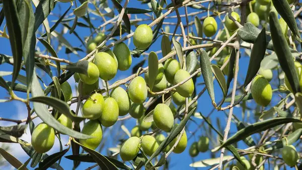 Zeytin ağacı zeytin yaprakları olgun ve olgunlaşmış zeytinler Yunan 'da sonbahar mevsiminde zeytin yağı ve sofra tüketimi için.