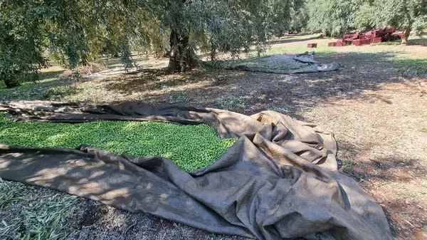 stock image olives olive olive tree leaves ripe and semi ripe olives on the tree in autumn season in greece for olive oil and table consumpion