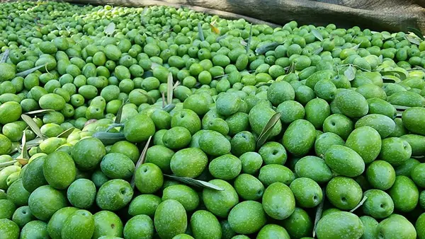 stock image olives olive olive tree leaves ripe and semi ripe olives on the tree in autumn season in greece for olive oil and table consumpion