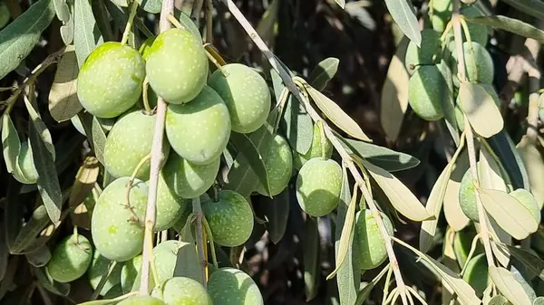 stock image olives olive olive tree leaves ripe and semi ripe olives on the tree in autumn season in greece for olive oil and table consumpion