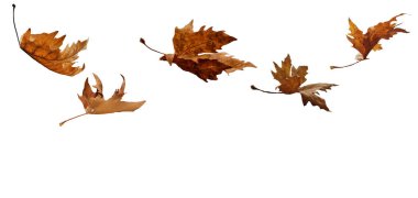 Yaprak yaprakları izole sonbahar kış mevsimi arka planından düşer düşen platanus ağacı wid hava