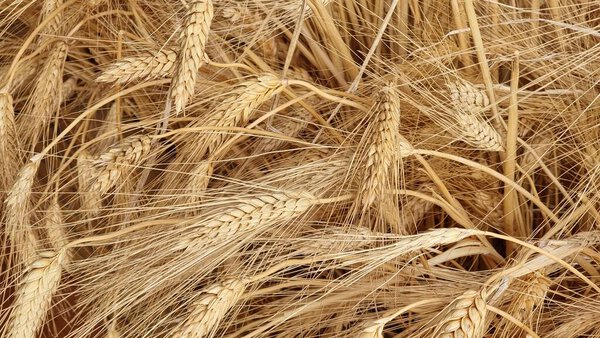 Шипы пшеницы для сухого хлеба в летний сезон для фона