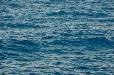 Geminin köpük dalgaları yazın Yunan Mykonos adalarında dolaşır.