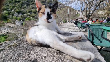 Kedi dışarıdaki bir evcil hayvan duvarında yatıyor.