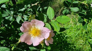 Yaban gülü taze bahar mevsimi