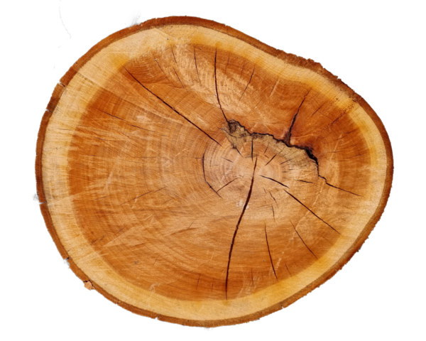 arkaplan için üst görünüm tahta kesim halkaları transparetn