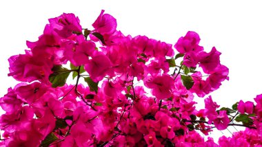 Yaz mevsiminde Yunan karayolları binalarında preveza şehri begonvilleri