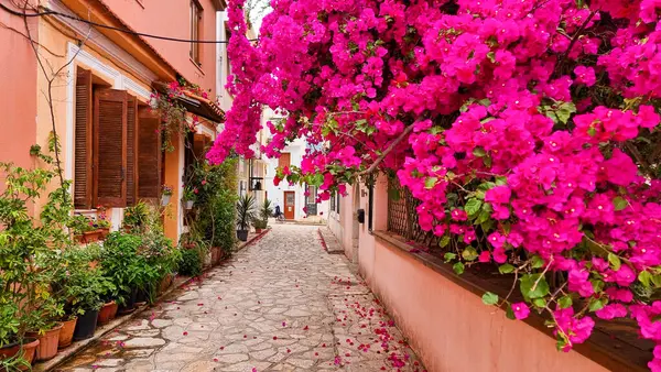 Yaz mevsiminde Yunan karayolları binalarında preveza şehri begonvilleri