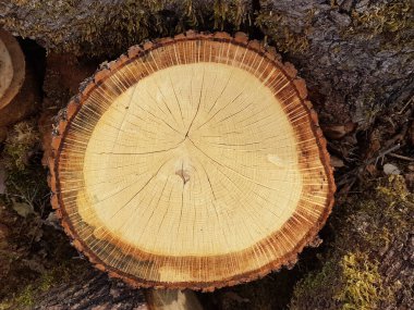 Ağaç gövdesi üst görünüm meşe ağacı ahşap zemin