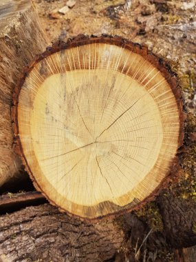 Ağaç gövdesi üst görünüm meşe ağacı ahşap zemin