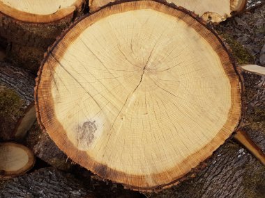 Ağaç gövdesi üst görünüm meşe ağacı ahşap zemin