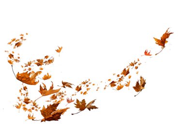 Yaprak yaprakları izole sonbahar kış mevsimi arka planından düşer düşen platanus ağacı wid hava