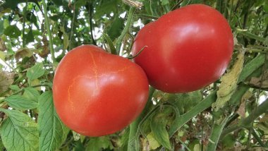 Domatesler yeşil yapraklı kırmızı domatesler