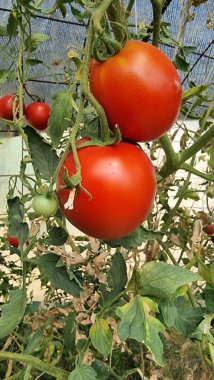 Domatesler yeşil yapraklı kırmızı domatesler