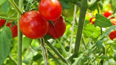 Domatesler yeşil yapraklı kırmızı domatesler