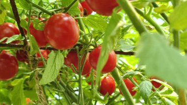 Domatesler yeşil yapraklı kırmızı domatesler