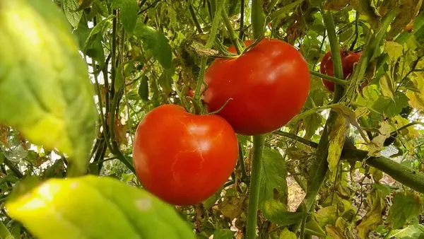 Domatesler yeşil yapraklı kırmızı domatesler