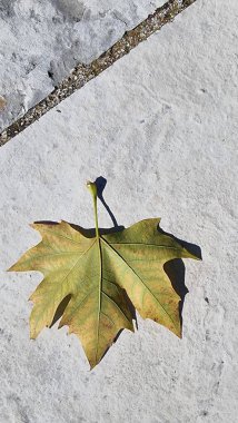 Yaprak yaprakları bir sonbahar arkaplanında sararır 