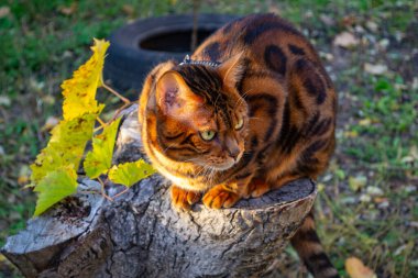 Genç ve güzel Bengal kedisi sonbahar yürüyüşünde sarı sonbahar yaprakları arasında. Yüksek kalite fotoğraf