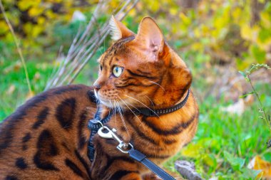 Genç ve güzel Bengal kedisi sonbahar yürüyüşünde sarı sonbahar yaprakları arasında. Yüksek kalite fotoğraf