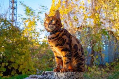 Genç ve güzel Bengal kedisi sonbahar yürüyüşünde sarı sonbahar yaprakları arasında. Yüksek kalite fotoğraf