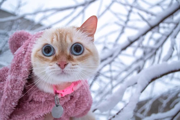 Fluffy kitten Thai breed in pink winter clothes get cold outside at snowy street. High quality photo