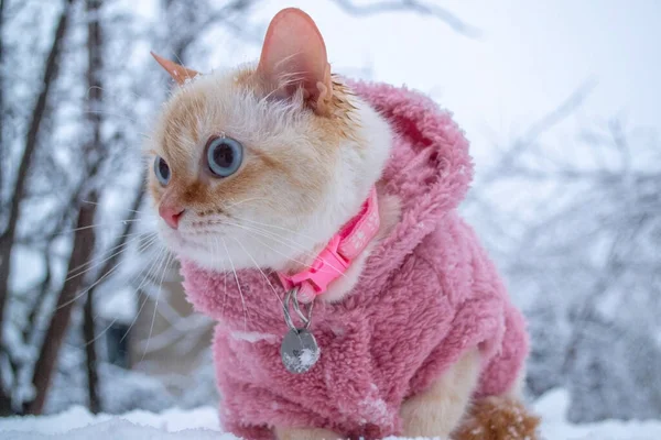 Fluffy kitten Thai breed in pink winter clothes get cold outside at snowy street. High quality photo