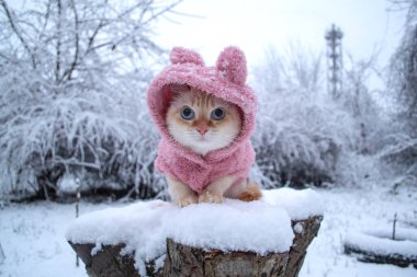 Pembe kışlık giysiler içinde tüylü kedi yavrusu Tayland yemeği dışarıda, karlı sokakta soğur. Yüksek kalite fotoğraf