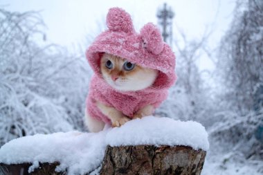 Pembe kışlık giysiler içinde tüylü kedi yavrusu Tayland yemeği dışarıda, karlı sokakta soğur. Yüksek kalite fotoğraf