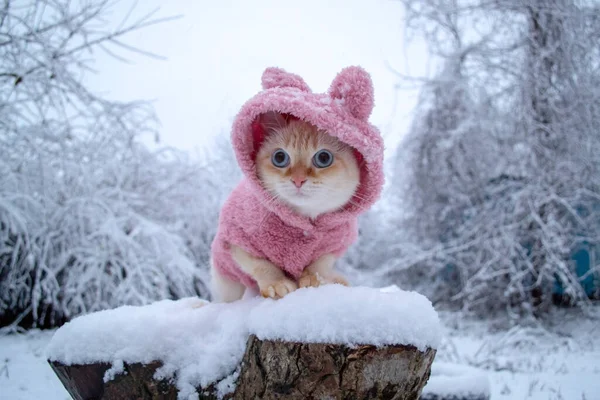 Fluffy Kitten Thai Breed Pink Winter Clothes Get Cold Snowy — Stock Fotó