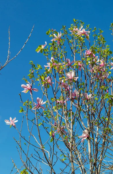 Ανθισμένο Ροζ Δέντρο Μανόλια Μπροστά Στον Καταγάλανο Ουρανό Υψηλής Ποιότητας — Φωτογραφία Αρχείου